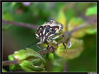 macro (FZ20 + Nikon 6T)