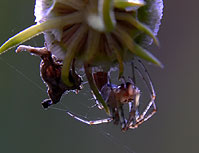 macro (FZ20 + Nikon 6T)