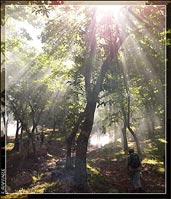 Foresta di Fontigliano