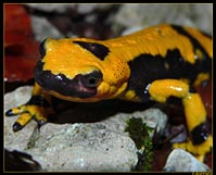 Salamandra