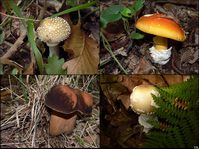 A funghi da Giulio: Amanita citrina, Ovulo buono (Amanita Caesarea), Porcino nero (Boletus Aereus)