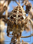 Ragno crociato (Araneus diadematus)