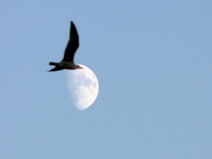 Gabbiano e Luna