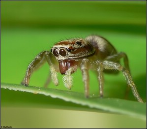 Jumping Spider (Salticidae)