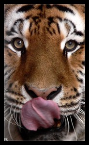 Tigre