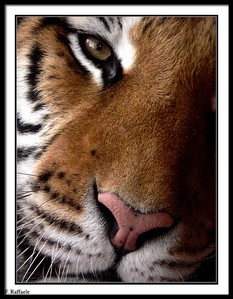 Tigre